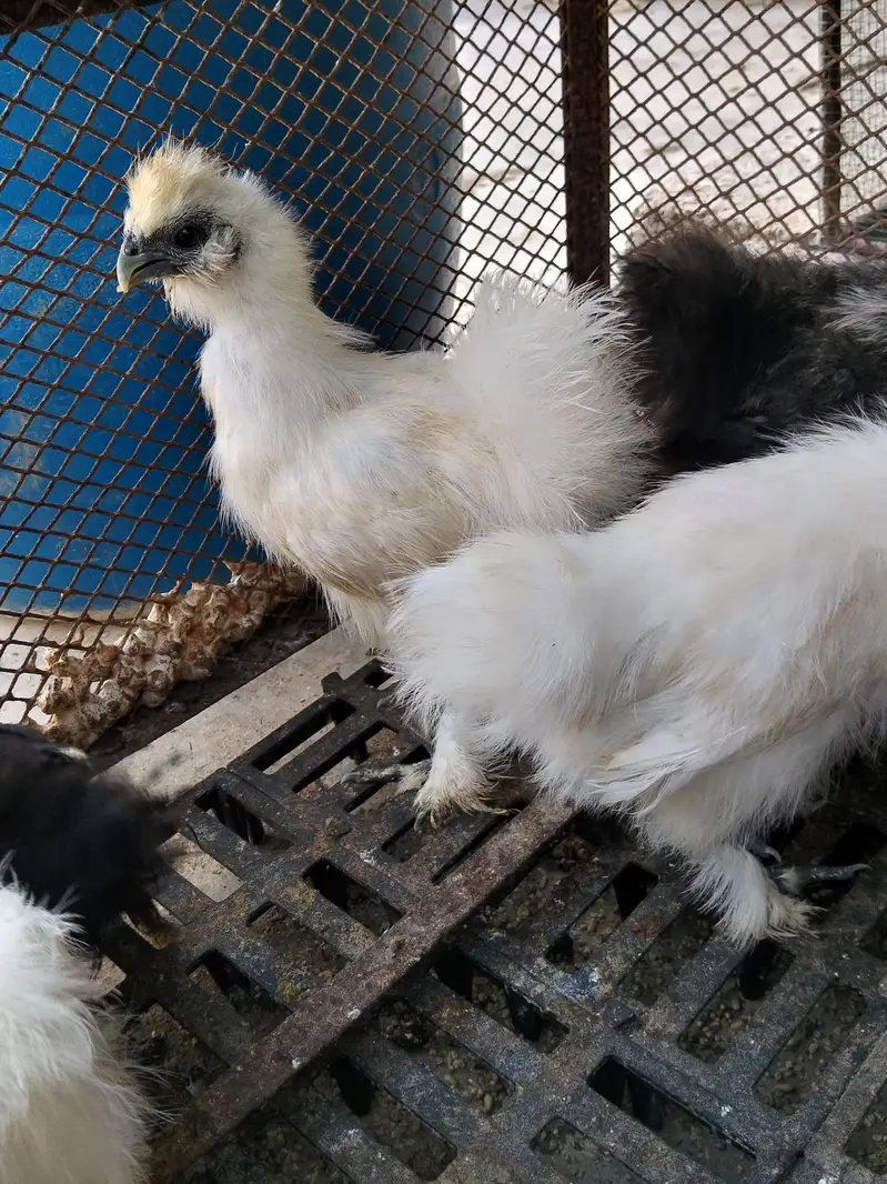 silkie, buff, buff sebright , coco polish — photo 8