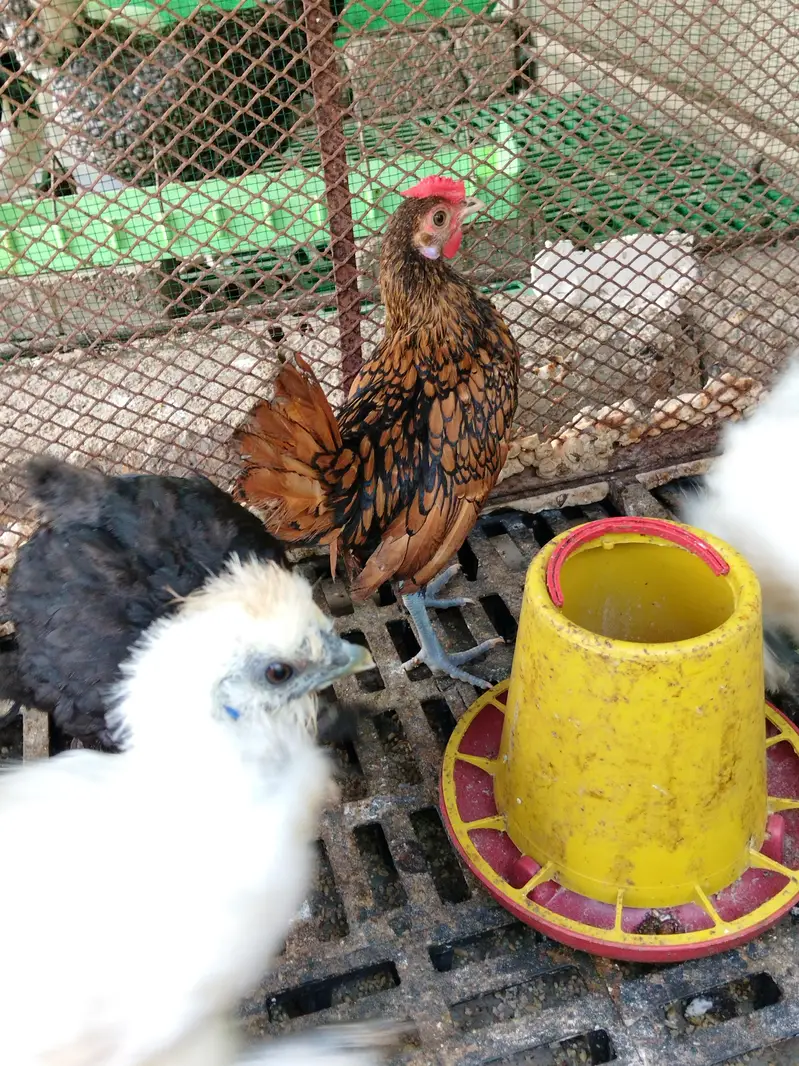silkie, buff, buff sebright , coco polish — photo 9