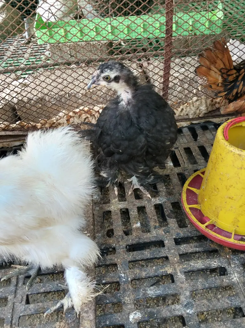 silkie, buff, buff sebright , coco polish — photo 10