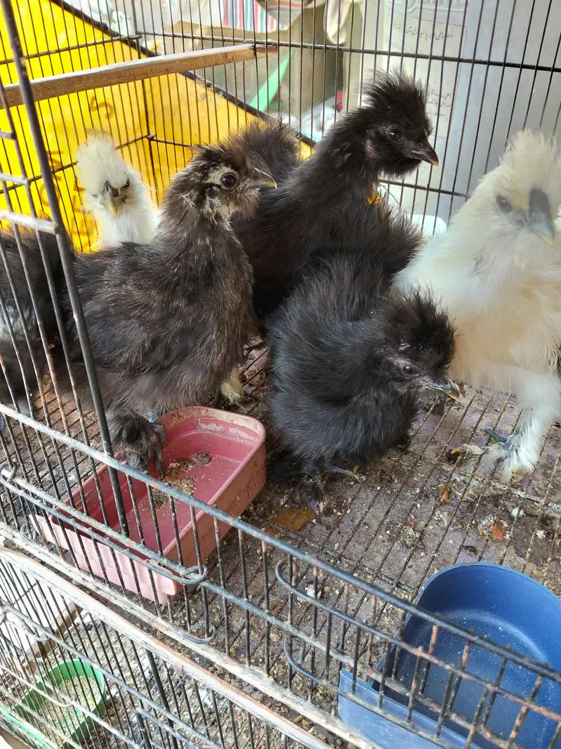 silkie, buff, buff sebright , coco polish — photo 11