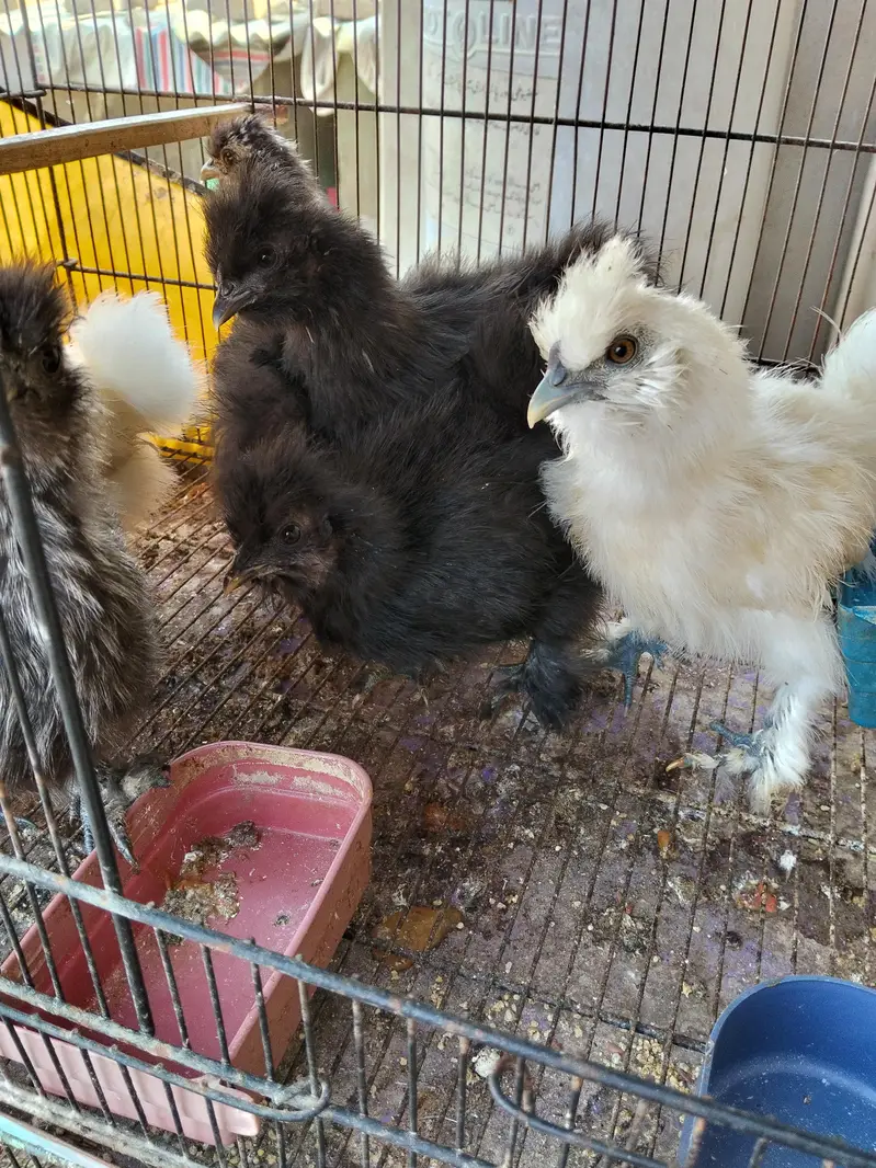 silkie, buff, buff sebright , coco polish — photo 12