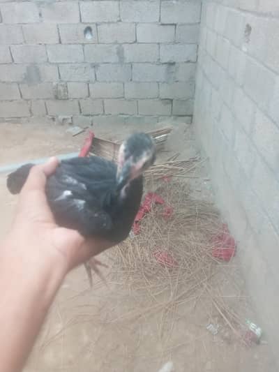 ak walati aseel ak pakistani pathi