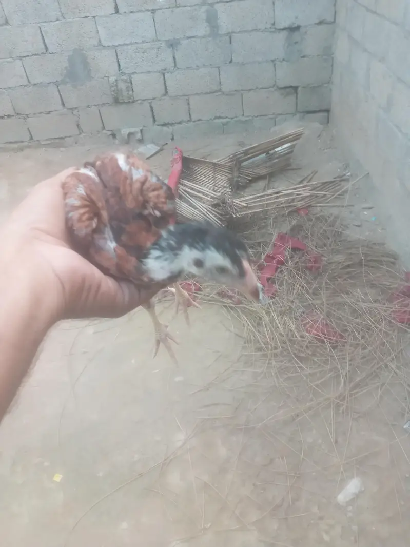 ak walati aseel ak pakistani pathi — photo 2