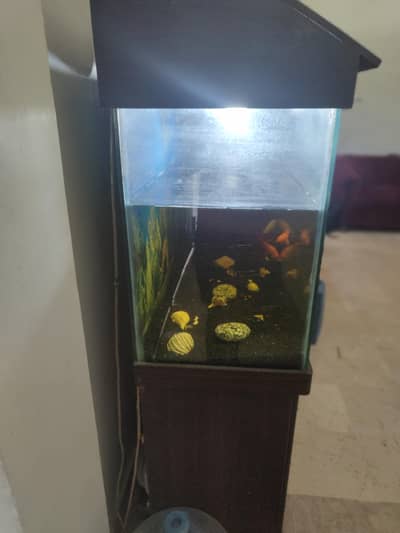 Aquarium for sale - gravel & fishes included
