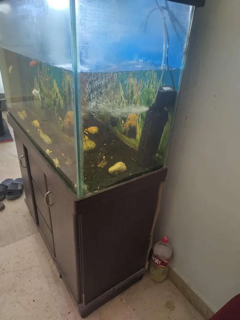 Aquarium for sale - gravel & fishes included — photo 2