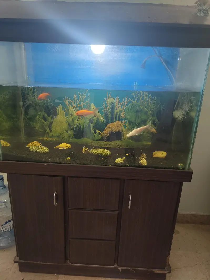 Aquarium for sale - gravel & fishes included — photo 3
