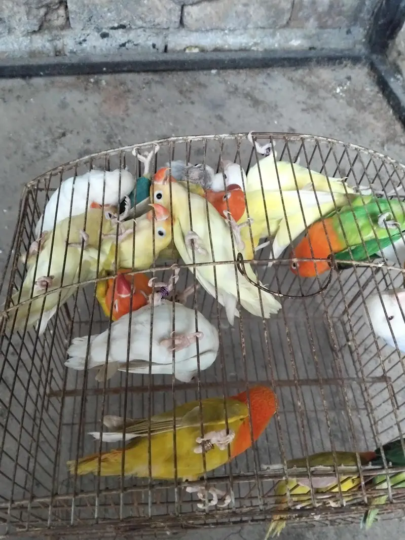 lovebirds breeder pairs available 2500 pr pair — photo 2