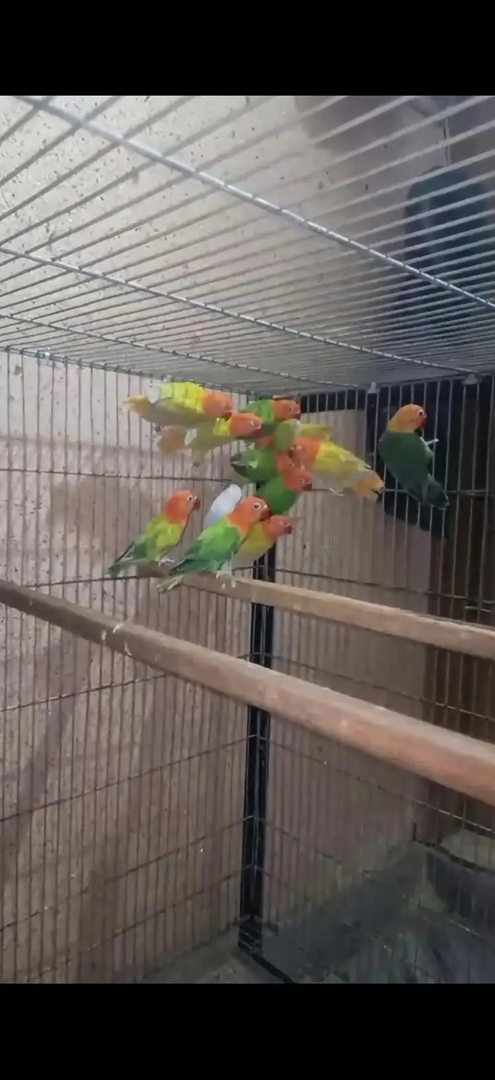 lovebirds breeder pairs available 2500 pr pair — photo 3
