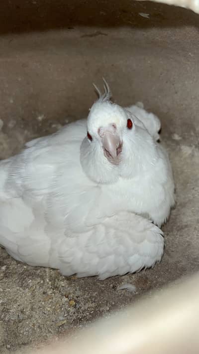 Eno Cockatiel Breeder Pairs