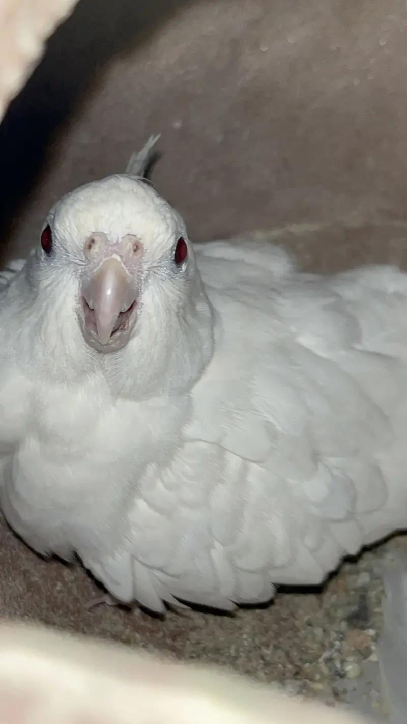 Eno Cockatiel Breeder Pairs — photo 2