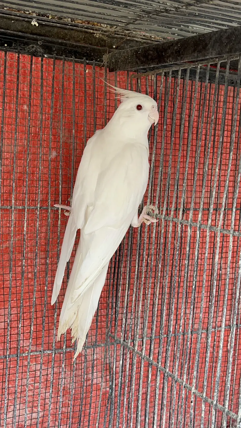 Eno Cockatiel Breeder Pairs — photo 3