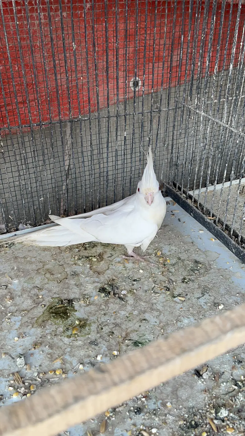 Eno Cockatiel Breeder Pairs — photo 4