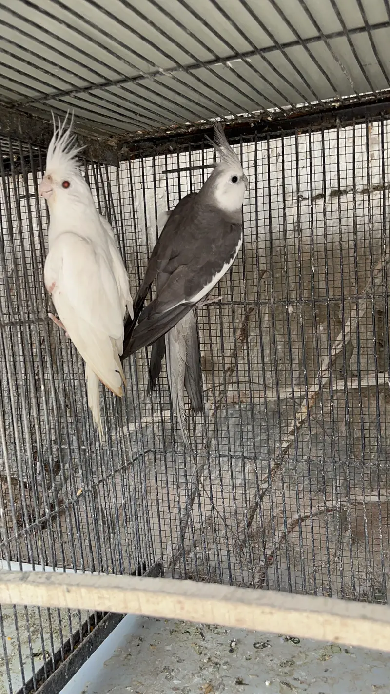 Eno Cockatiel Breeder Pairs — photo 5
