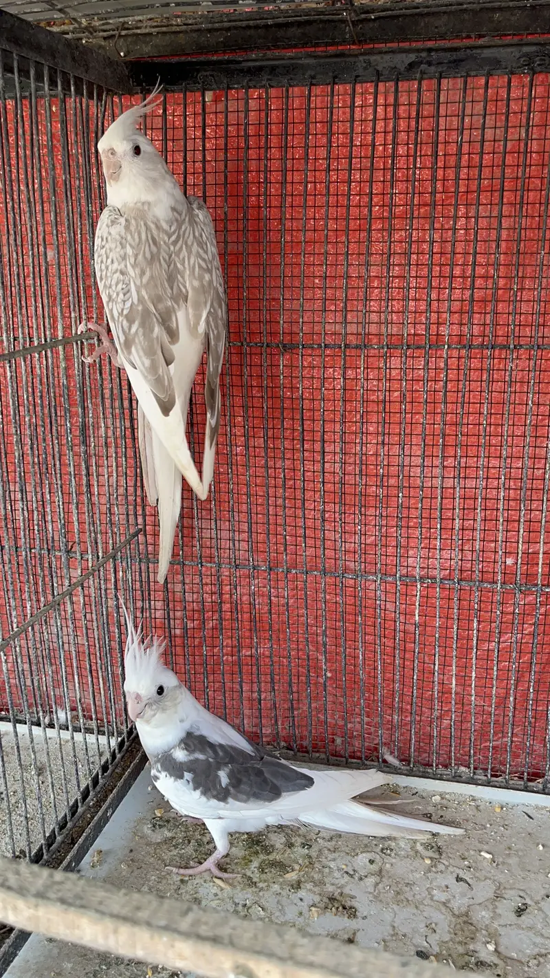 Eno Cockatiel Breeder Pairs — photo 6