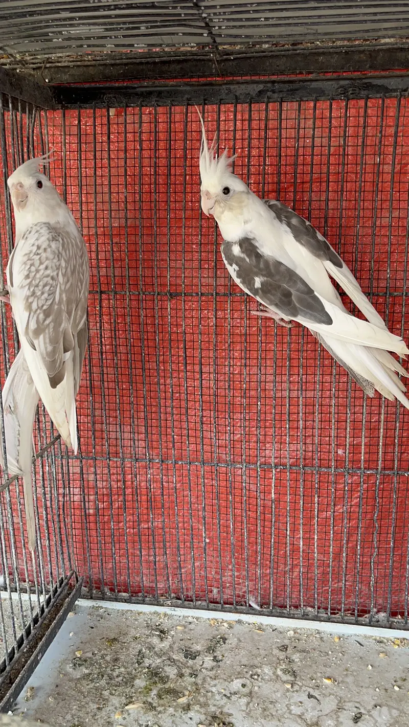 Eno Cockatiel Breeder Pairs — photo 7