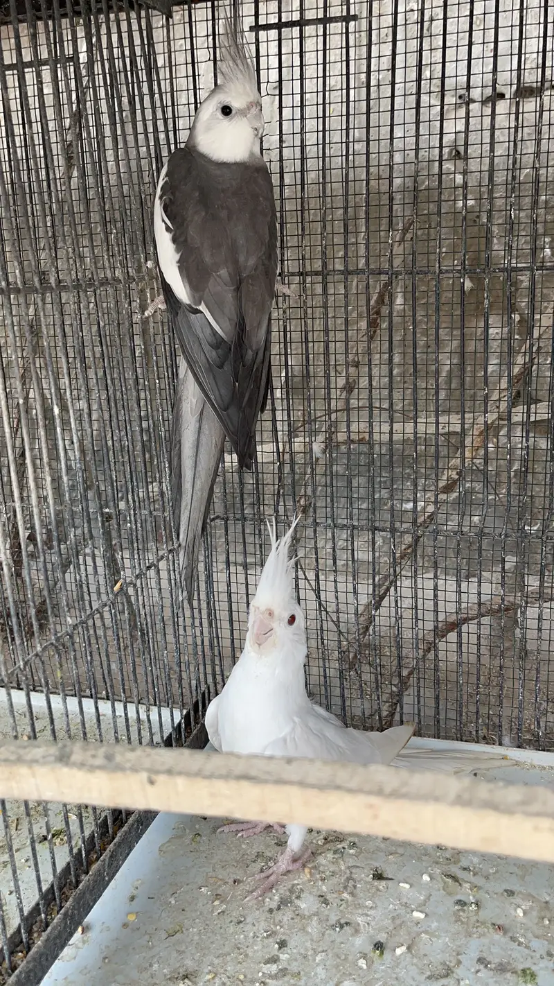Eno Cockatiel Breeder Pairs — photo 8