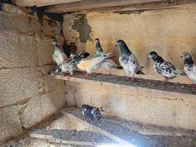 High flying pigeons