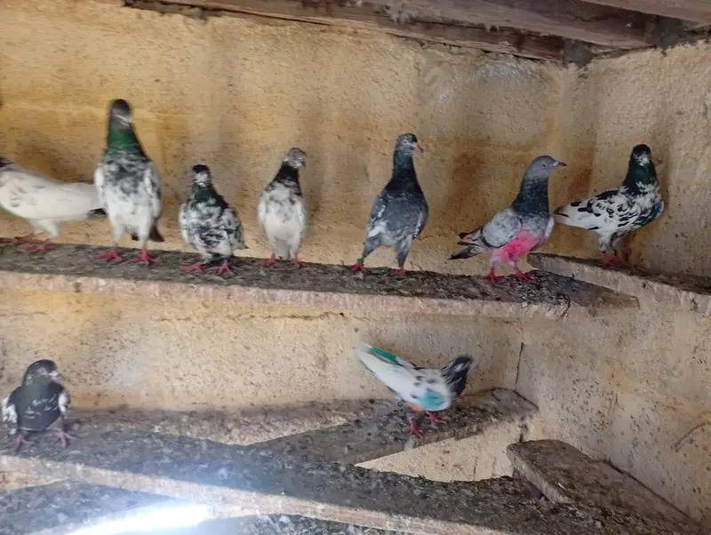 High flying pigeons — photo 2