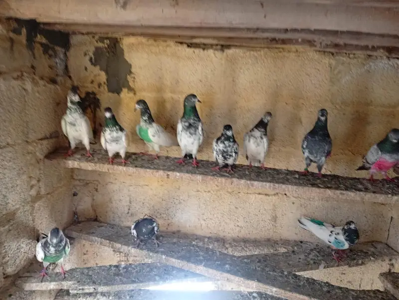 High flying pigeons — photo 3