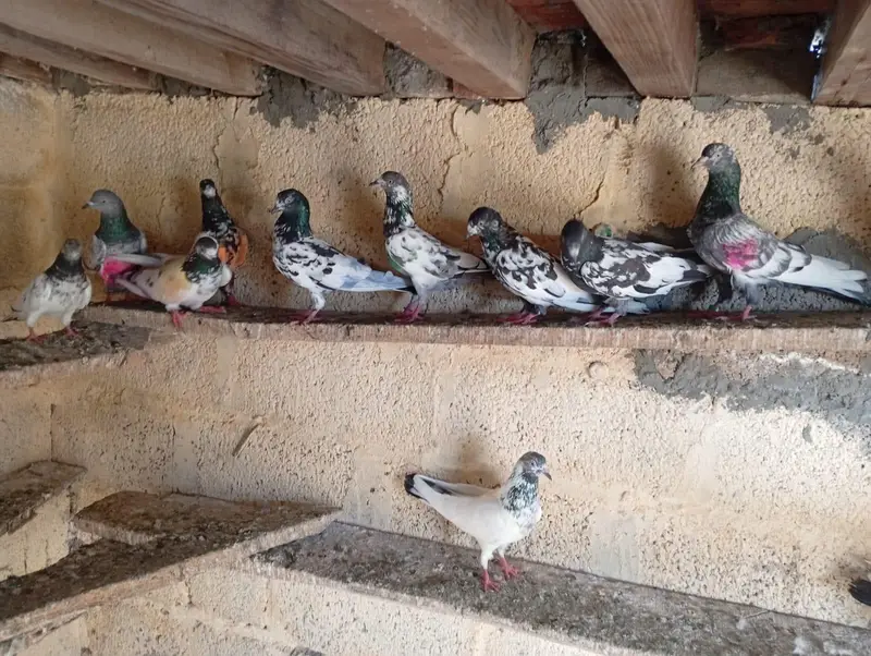 High flying pigeons — photo 4