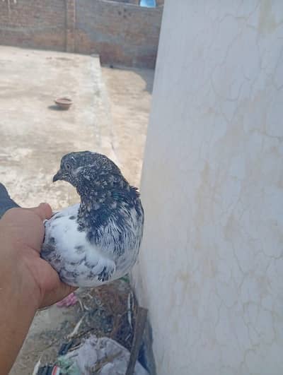 aseel kabutar poiry par k