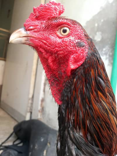 aseel murga for sale ek aadat madhyamik dastyab hai