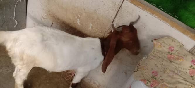 bissar mai kamuri gabban bakri
