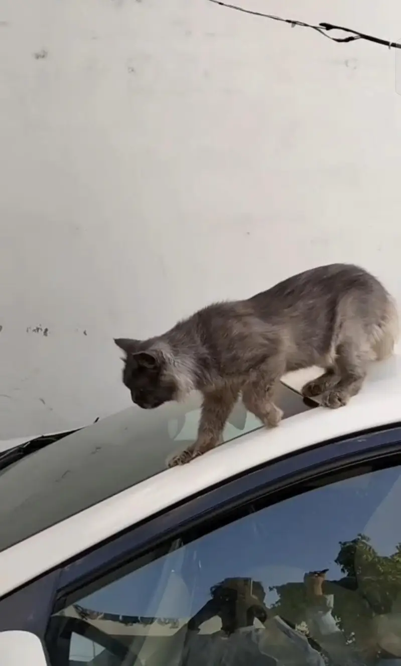 Persian cat  neet and clean — photo 3