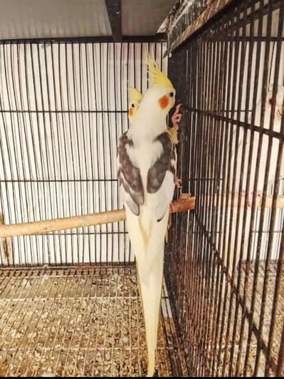 breeder pair for sale contact num 03065482407