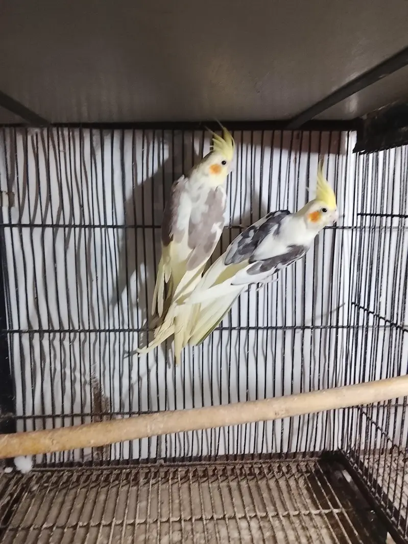 breeder pair for sale contact num 03065482407 — photo 2