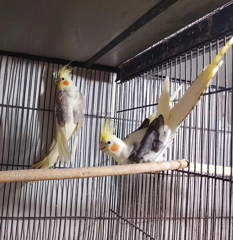 breeder pair for sale contact num 03065482407 — photo 3