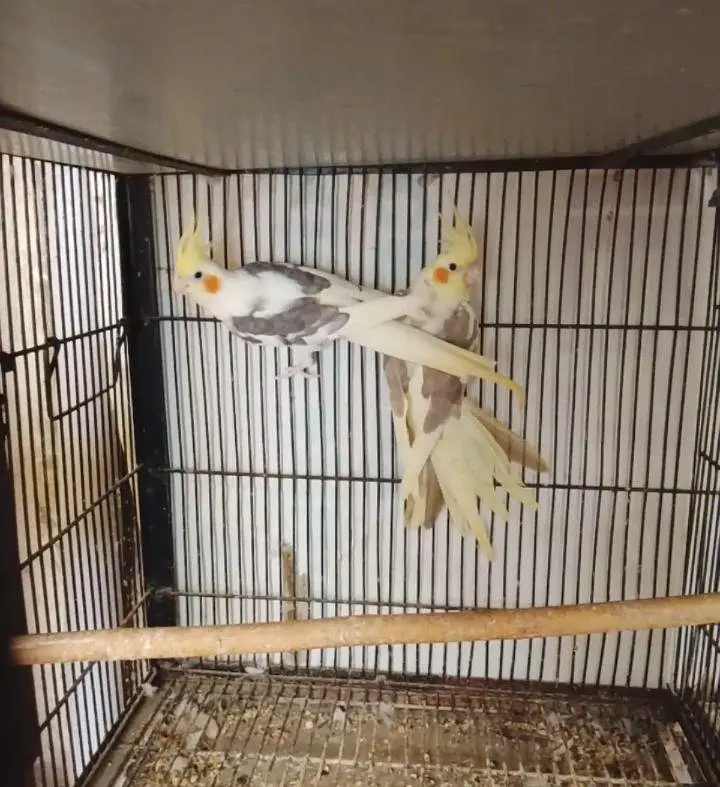 breeder pair for sale contact num 03065482407 — photo 4