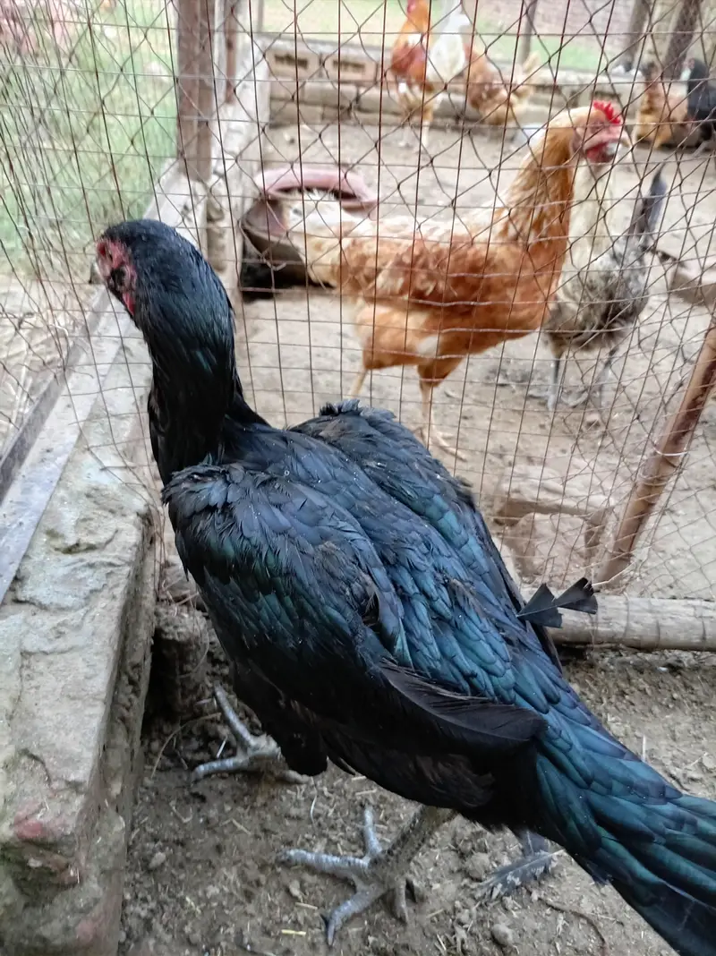 Thai aseel — photo 3