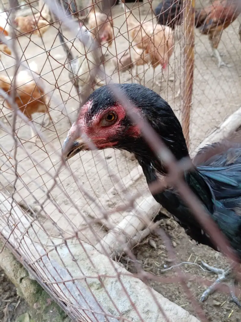 Thai aseel — photo 5