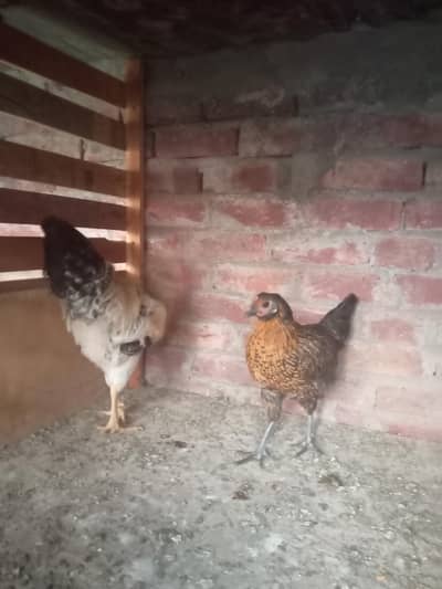 dasi paire for sale urgent