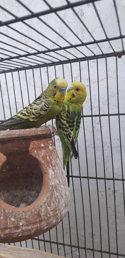 breder pair for sale