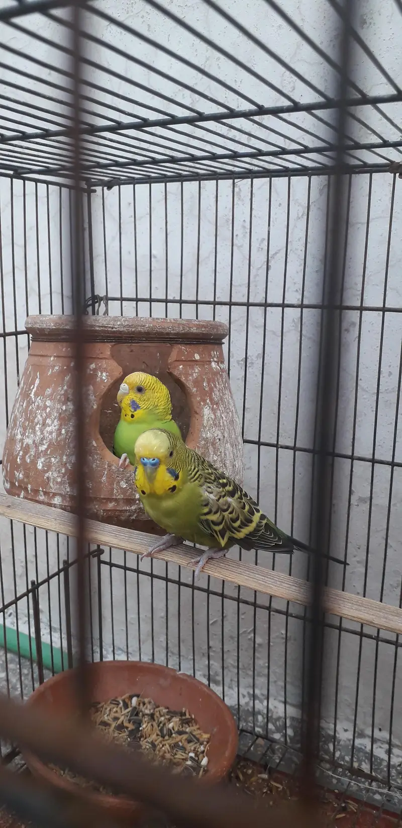 breder pair for sale — photo 4