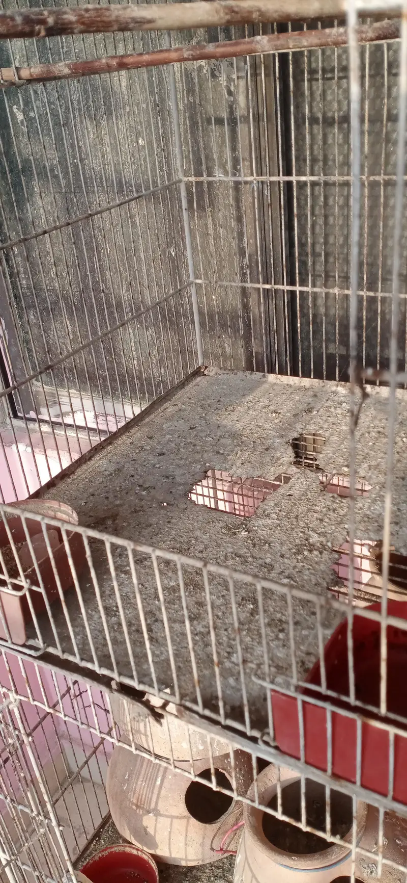 birds cage with — photo 2