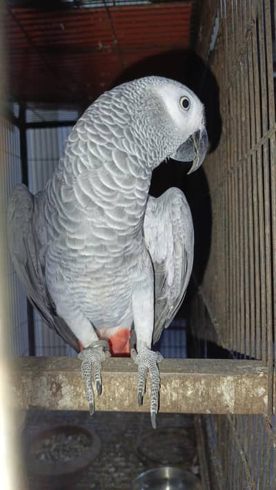 African grey 2 breeder Females