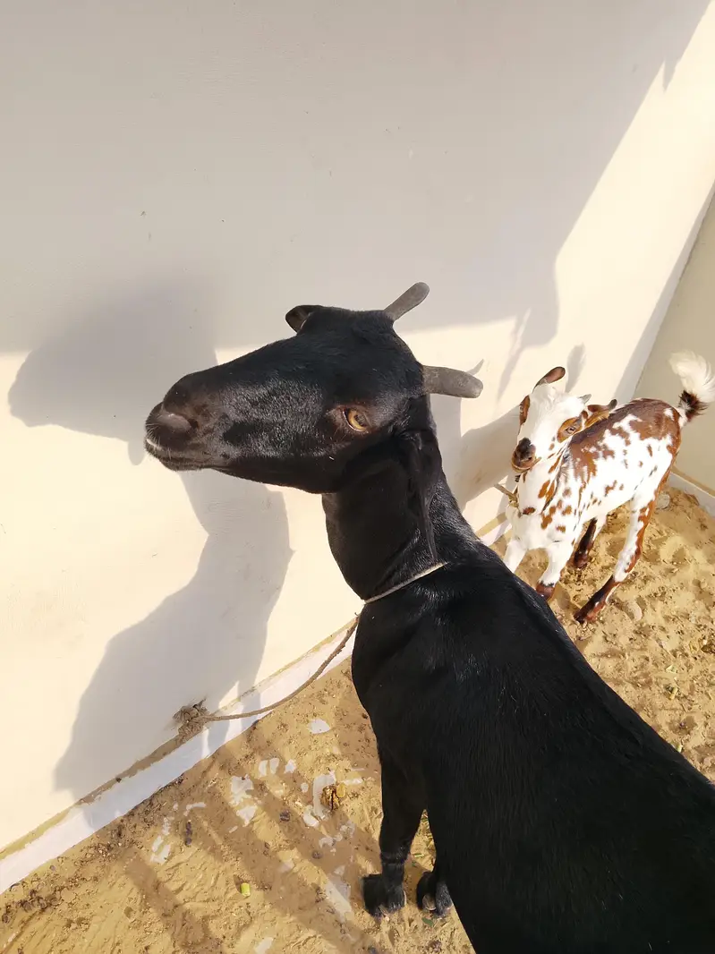 Doodh Dene Wali Bakri With 3 Months Baby — photo 2