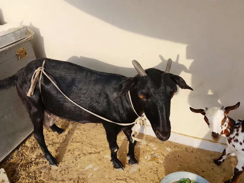 Doodh Dene Wali Bakri With 3 Months Baby — photo 3