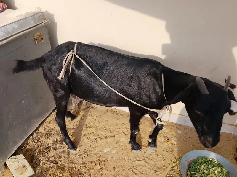 Doodh Dene Wali Bakri With 3 Months Baby — photo 4