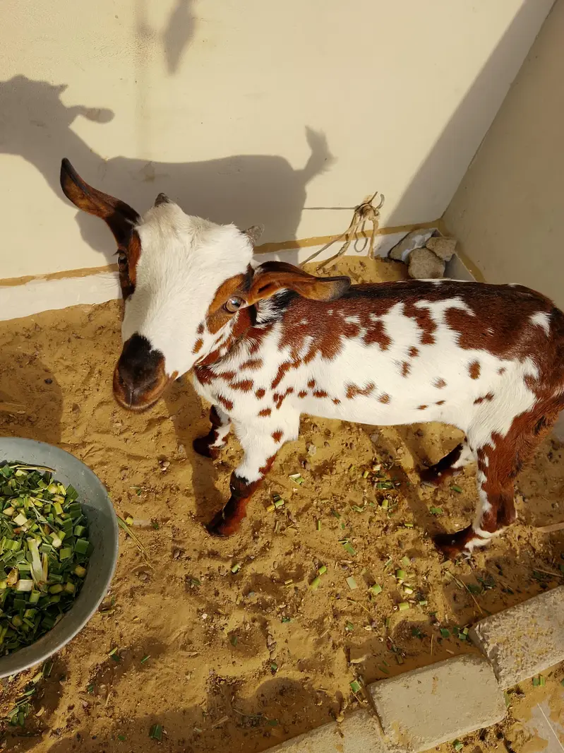 Doodh Dene Wali Bakri With 3 Months Baby — photo 5