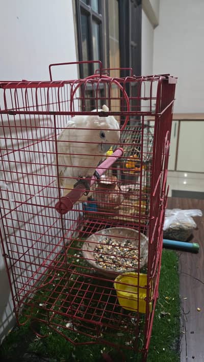 Ducorps Cockatoos