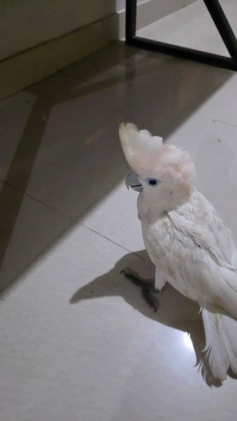Ducorps Cockatoos — photo 2