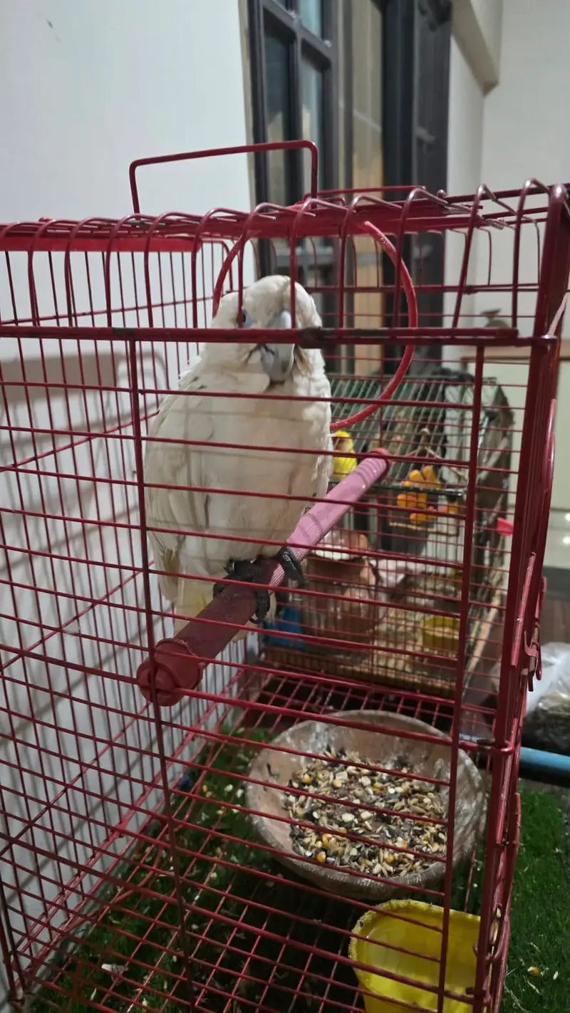 Ducorps Cockatoos — photo 3