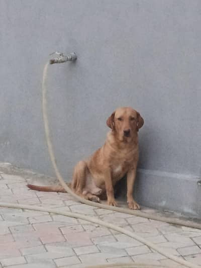 Labrador dog