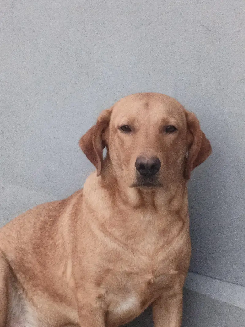 Labrador dog — photo 2