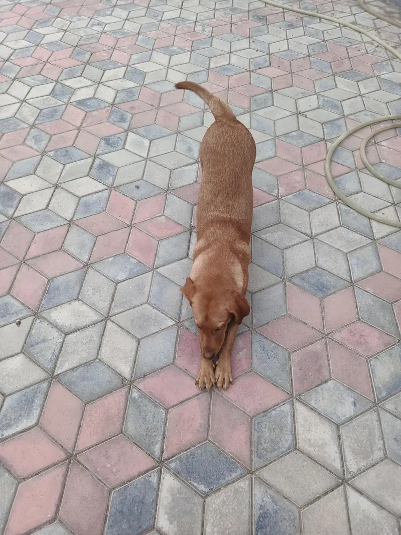 Labrador dog — photo 3
