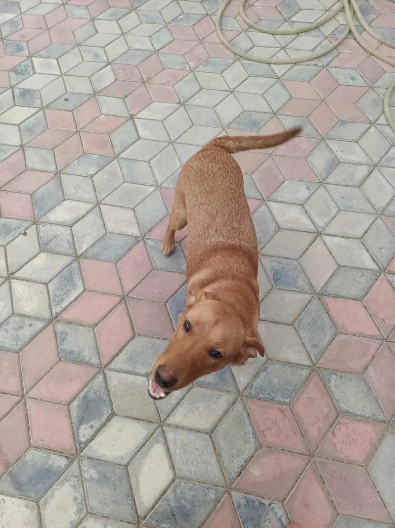 Labrador dog — photo 4